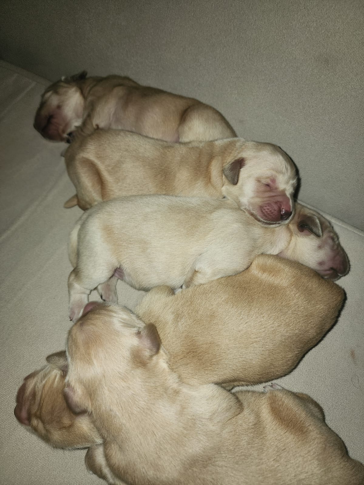 nenes3