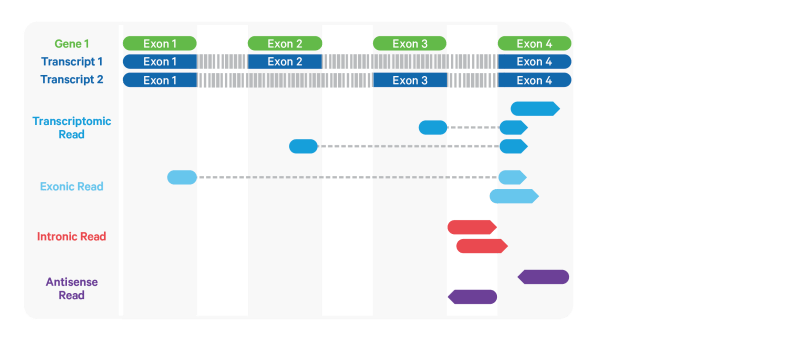 Scrnaseq Analysis Cscb2022 Documentation - Nature Images - Beautiful High Resolution Collection