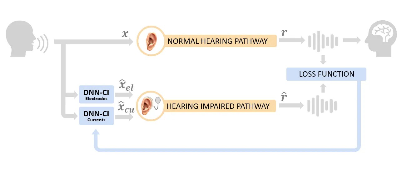 Read more about the article Neural Response-Driven Optimization of Cochlear Implant Stimulation Using Differentiable Auditory Models 
