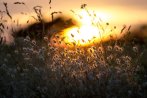 warm-grass