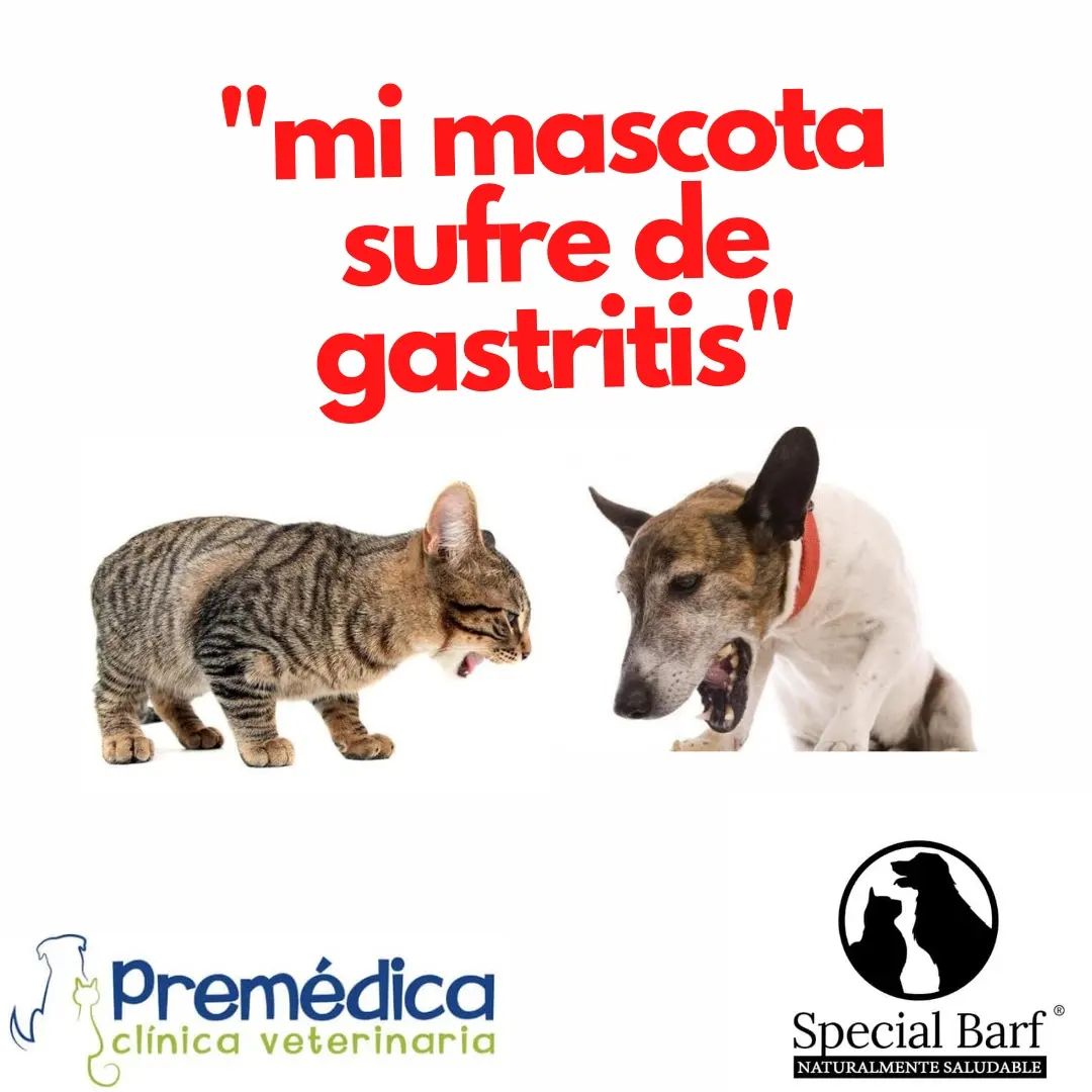 Premédica Clínica Veterinaria