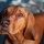 Redbone Coonhound German Shepherd Mix Info And Care Guide