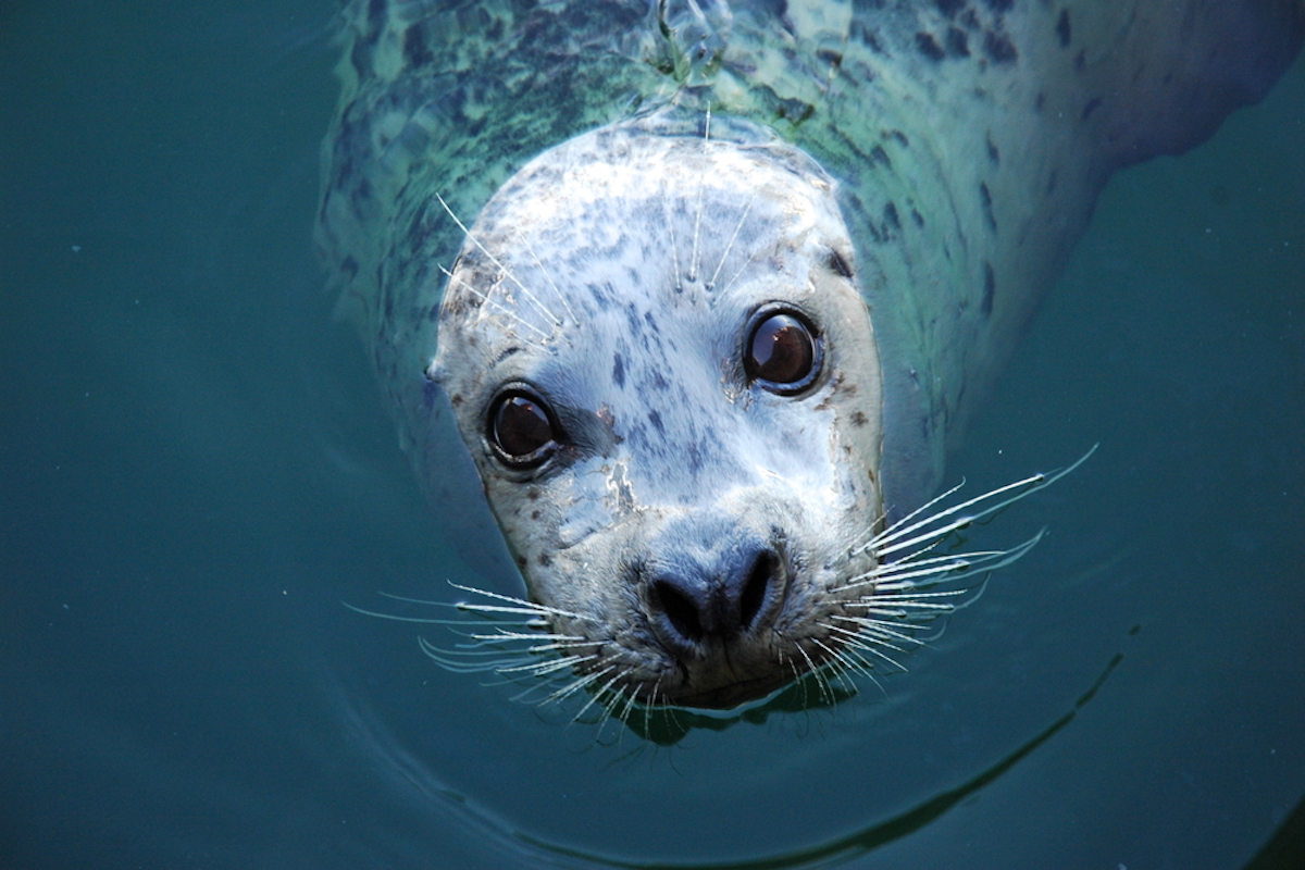 foca