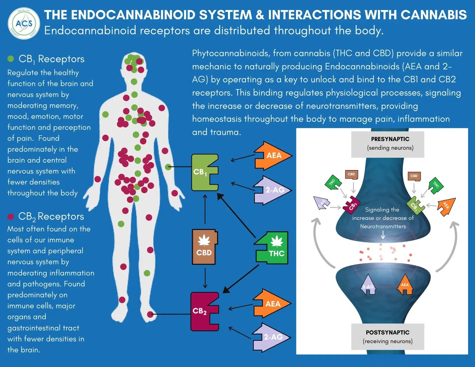Endocannabinoid