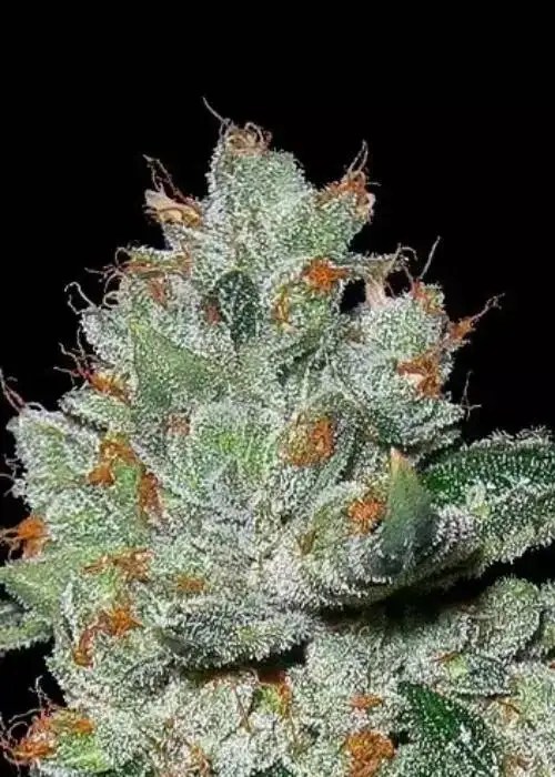 THCA OG Kush Seeds | Sizzling Potent Flavorful Delight