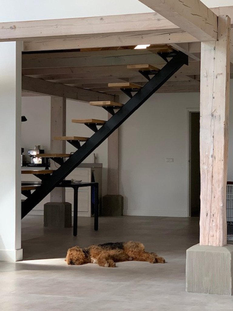 Middenboom trap met Hond