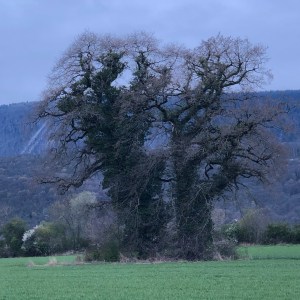 Two trees