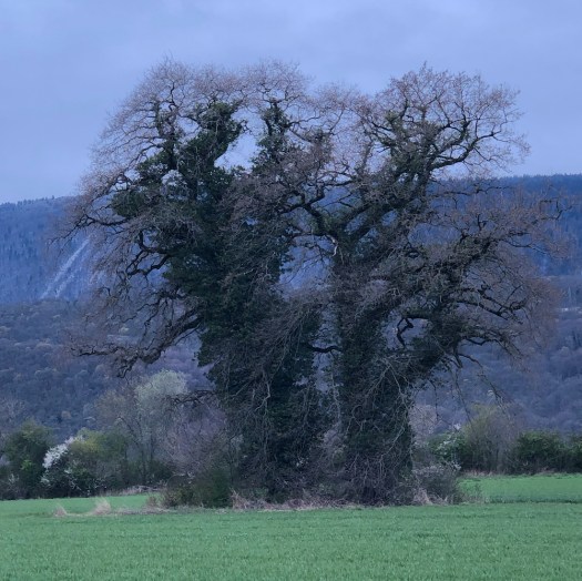 Two trees