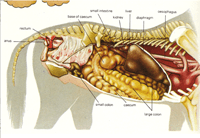 digestive_system