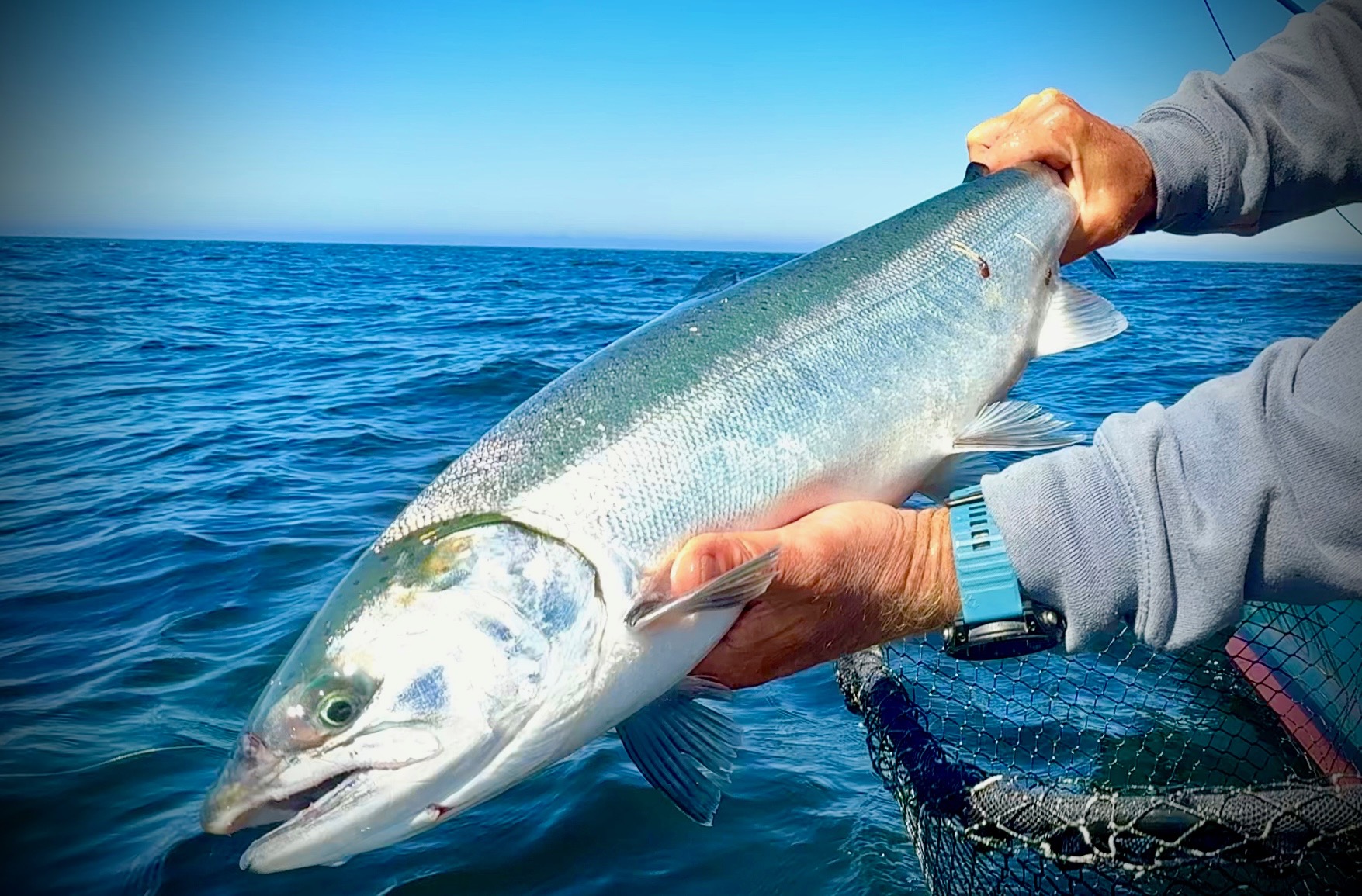 Bright ocean coho