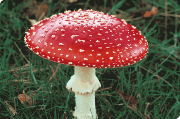 Fantastic Fungi: The Forbidden Fruit