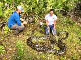 20 000 Pounds Of Burmese Python Removed Conservancy Of Southwest Florida