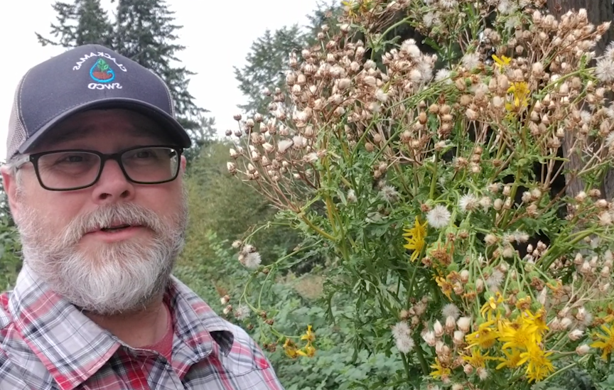 A bearded man in glasses and a cap stands outdoors next to a large plant with fluffy white seed heads and yellow flowers, with trees and greenery in the background.