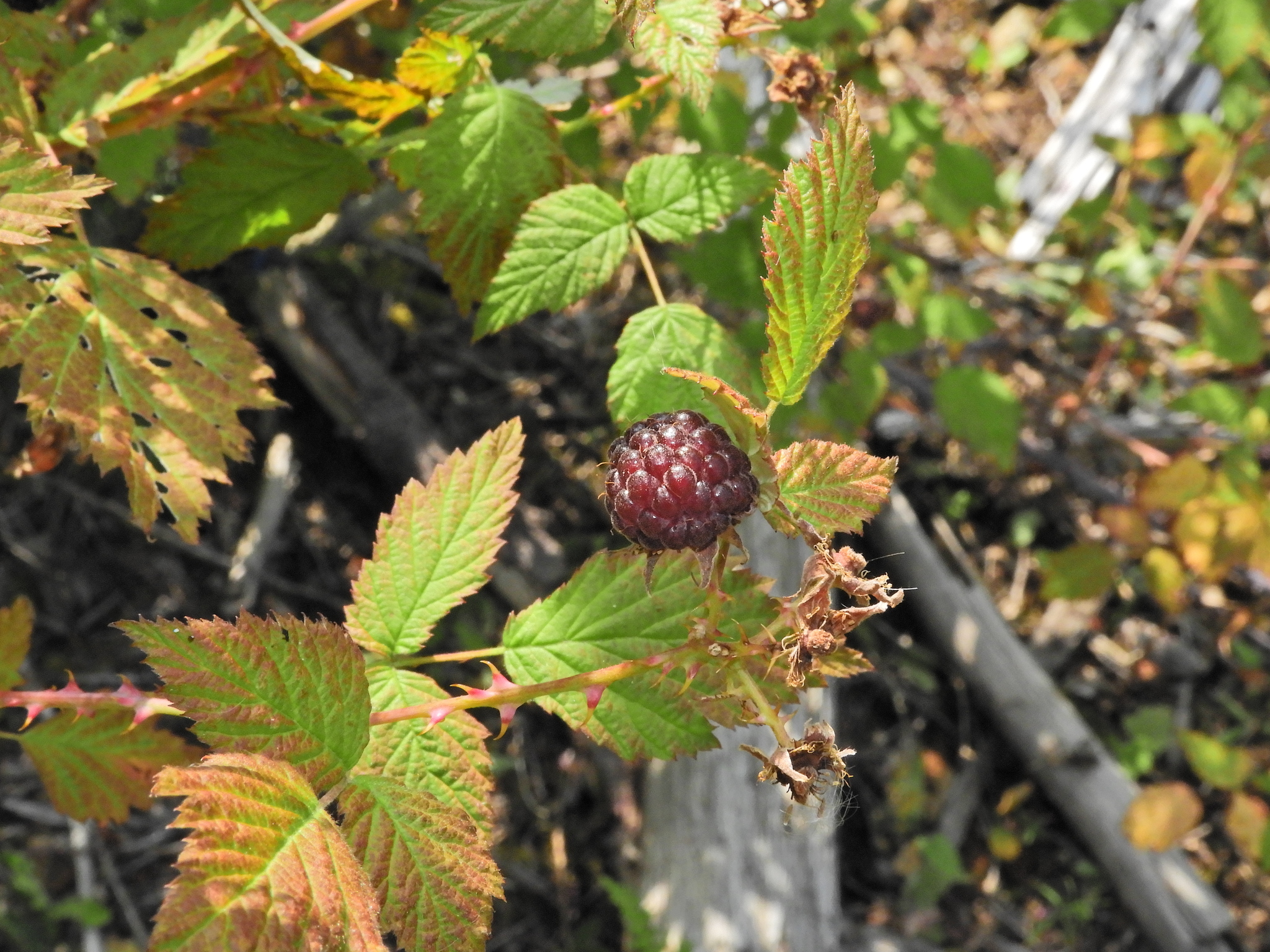 A close-up of a ripe, dark red raspberry growing on a bush with green and slightly brown leaves; branches and foliage are visible in the background.