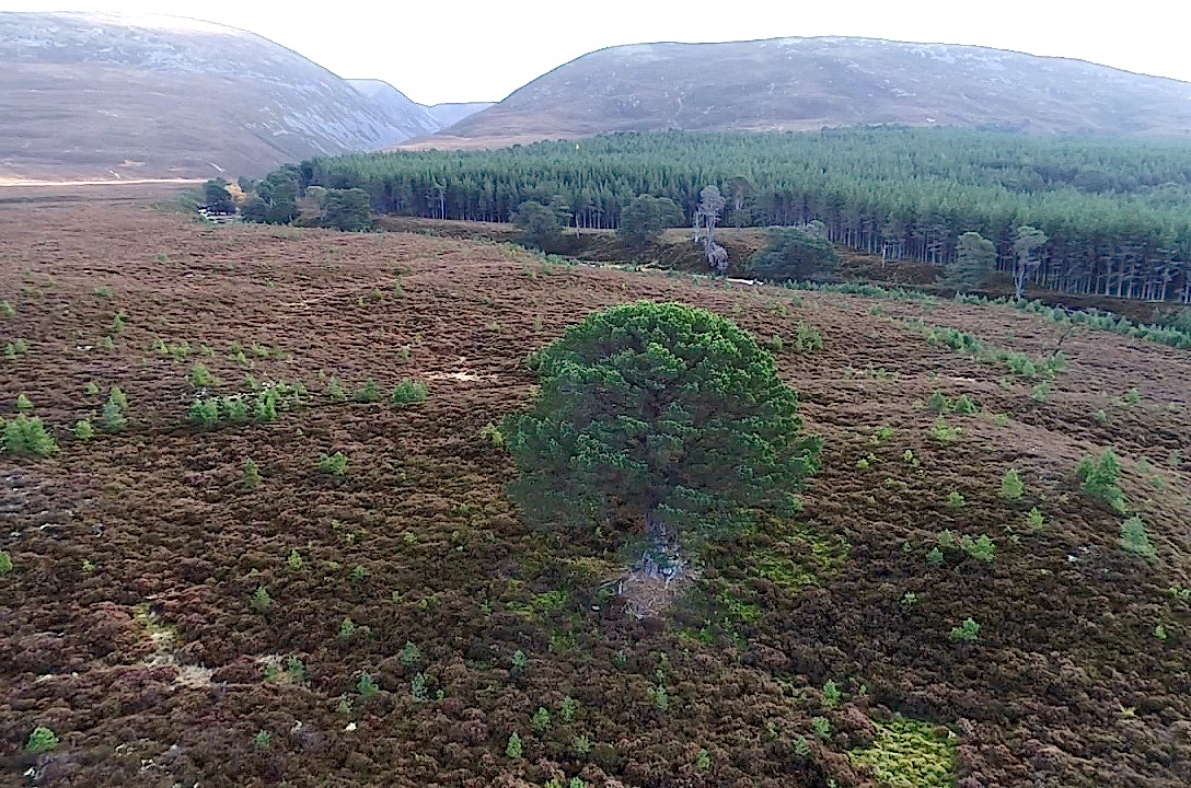 The mother Scott's Pine tree in Glen Feshie.