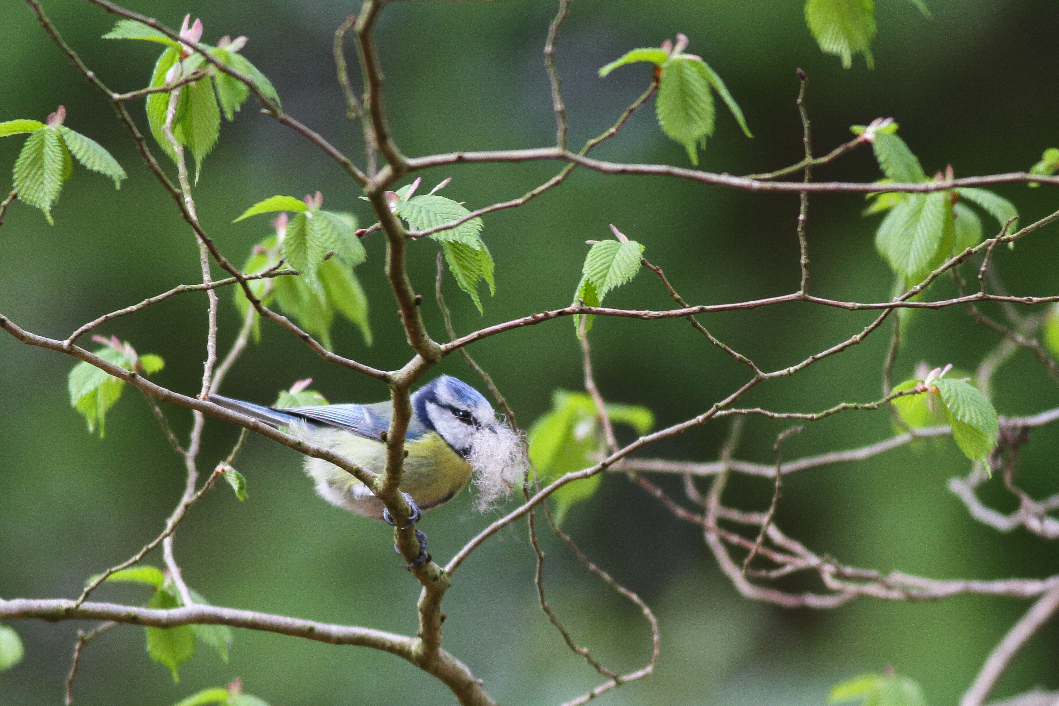And some of the species in the game in real life - blue tit