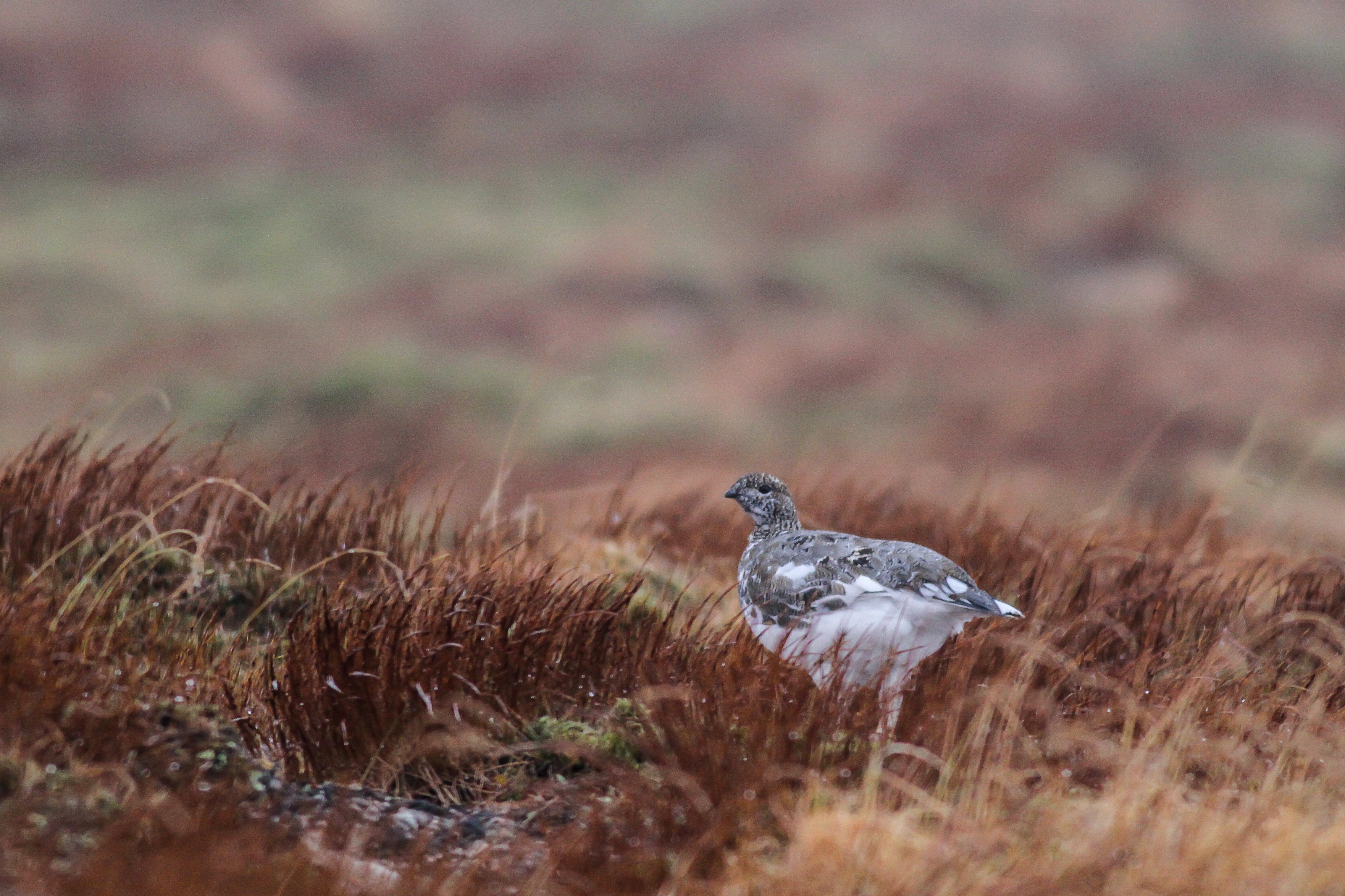 Ptarmigan in the alpine