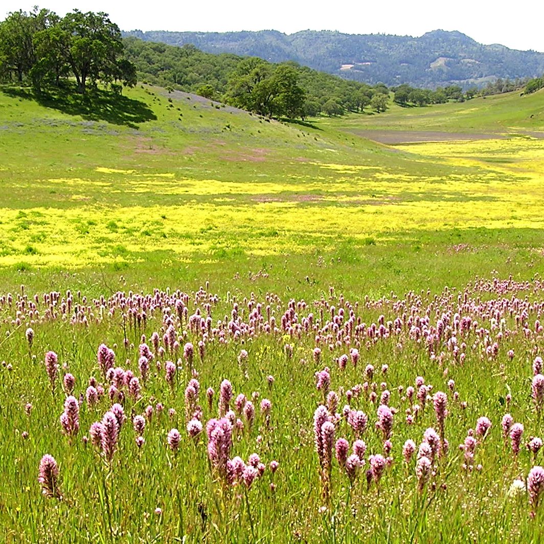 Wildflower meadow in a California grassland landscape