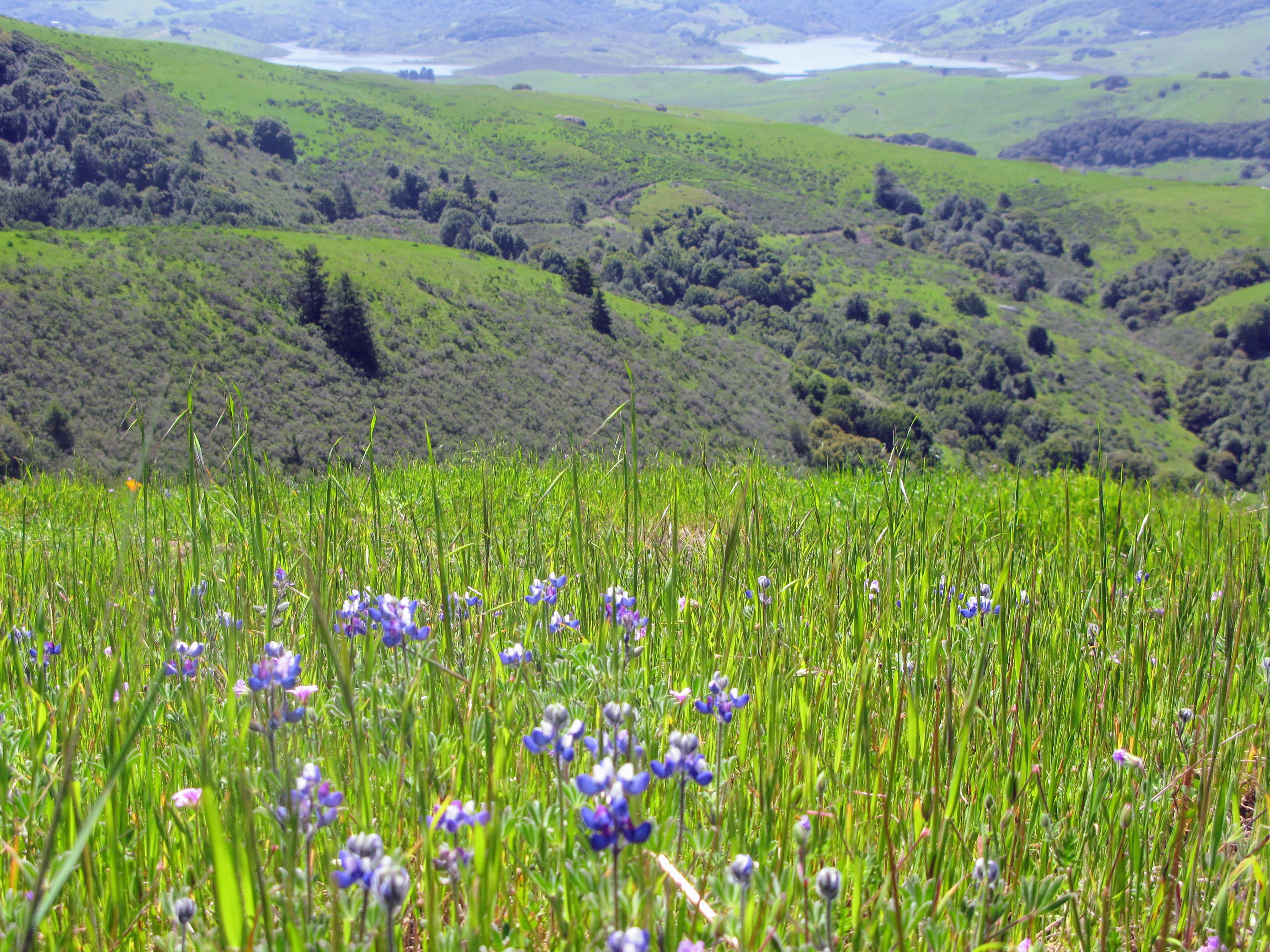 Iris meadow with lake, Hicks Mountain Ranch