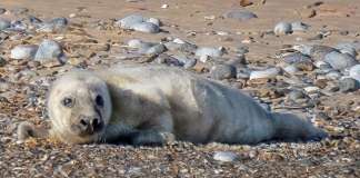 First pup born at England’s largest grey seal colony on Blakeney Point