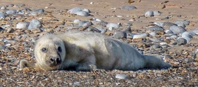 seal pup