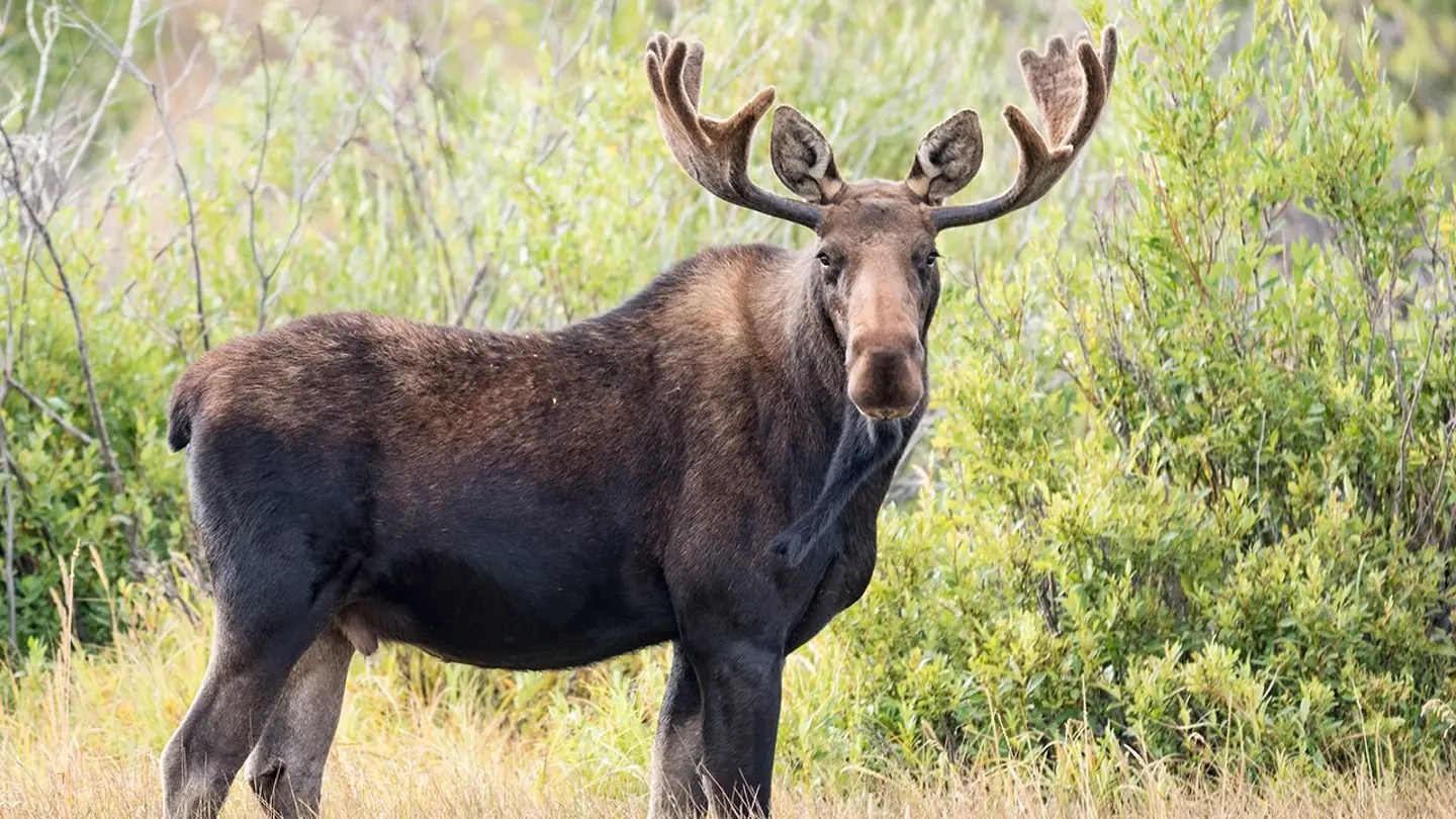 Moose