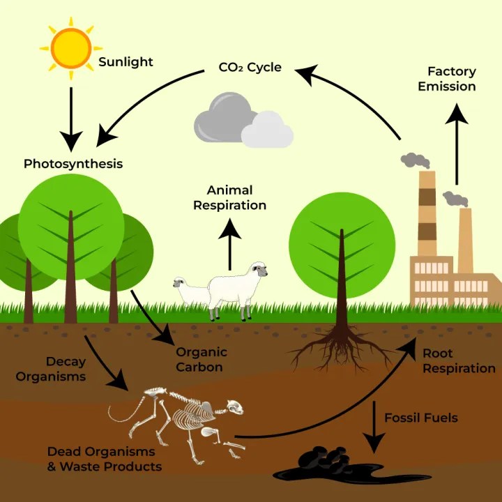 Nature’s carbon cycle: human impact & path to carbon neutrality