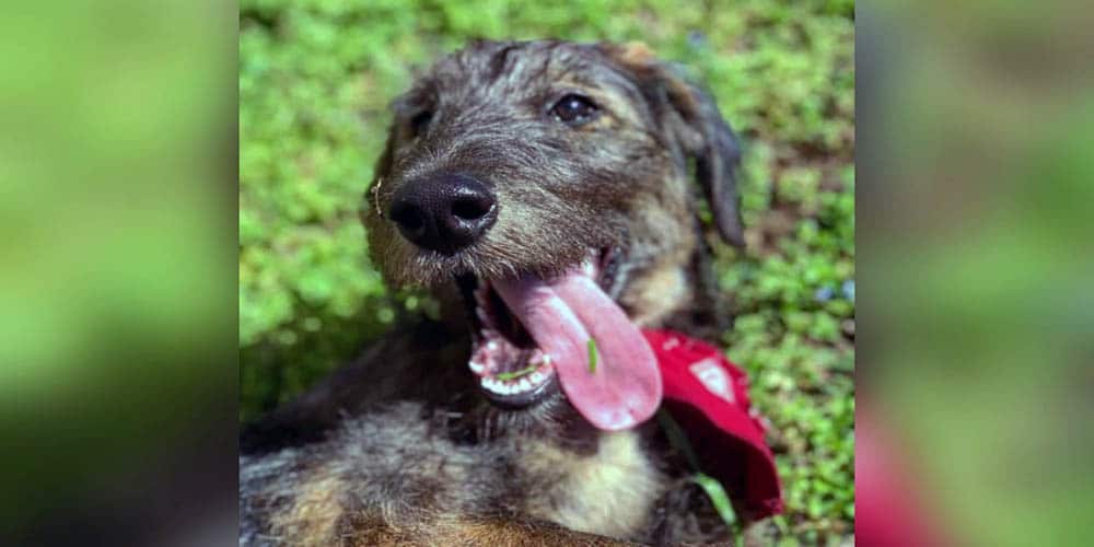 Poodle german shepherd mix facts