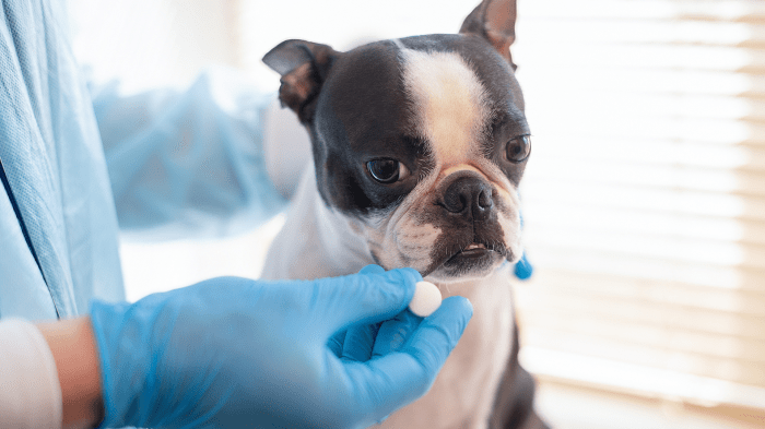 Can Dogs Take Human Vitamins or Supplements? [Risks vs Rewards ... Can Dogs Take Human Vitamins or Supplements? [Risks vs Rewards ...
