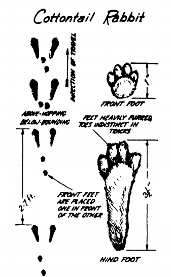 3,506 49 essential things for a cosy backyard. How to Track Animals: A Primer on Identifying Footprints