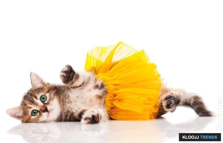 Dress Your Cats With Caution