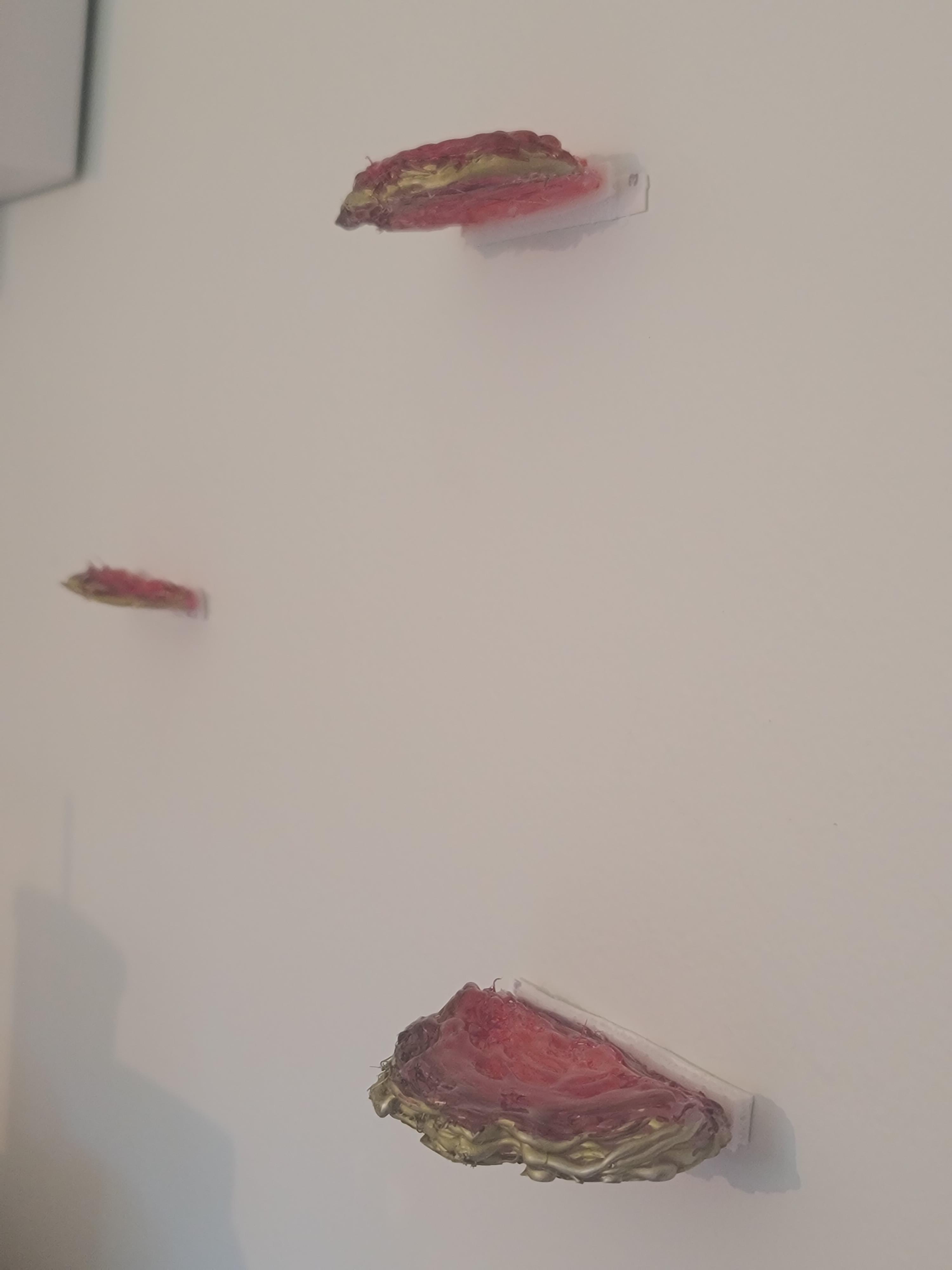 Shelf Mushroom Shutterbug - Ultra HD Vintage Background - Desktop