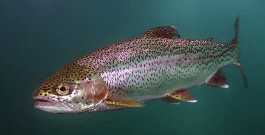 Zebra Midge 4 Steps Instructables - Download Perfect Dark Pattern | Ultra HD