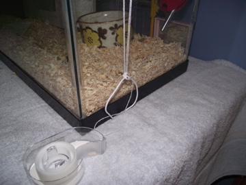 My Rats New Cage Setup Instructables - Incredible Retina Ocean Textures | Free Download