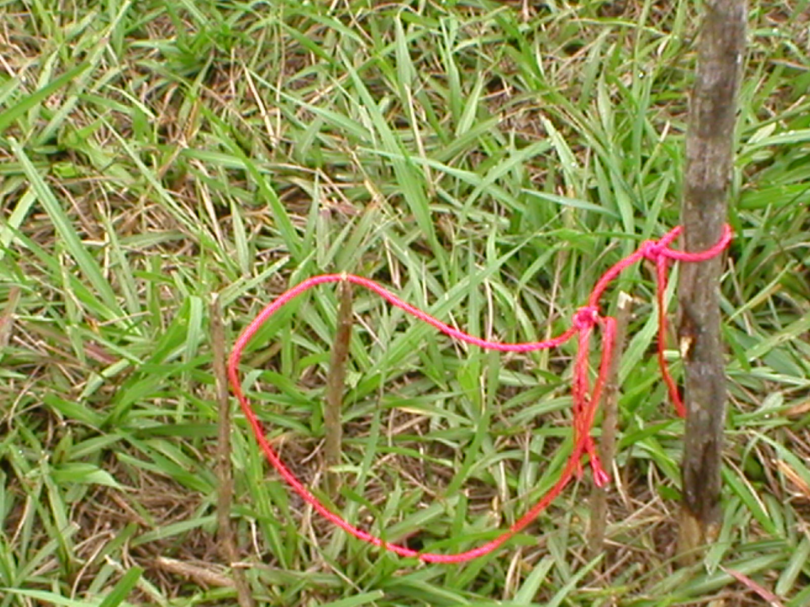 Rabbit Snare 6 Steps Instructables - Download Incredible Mountain Design | Mobile