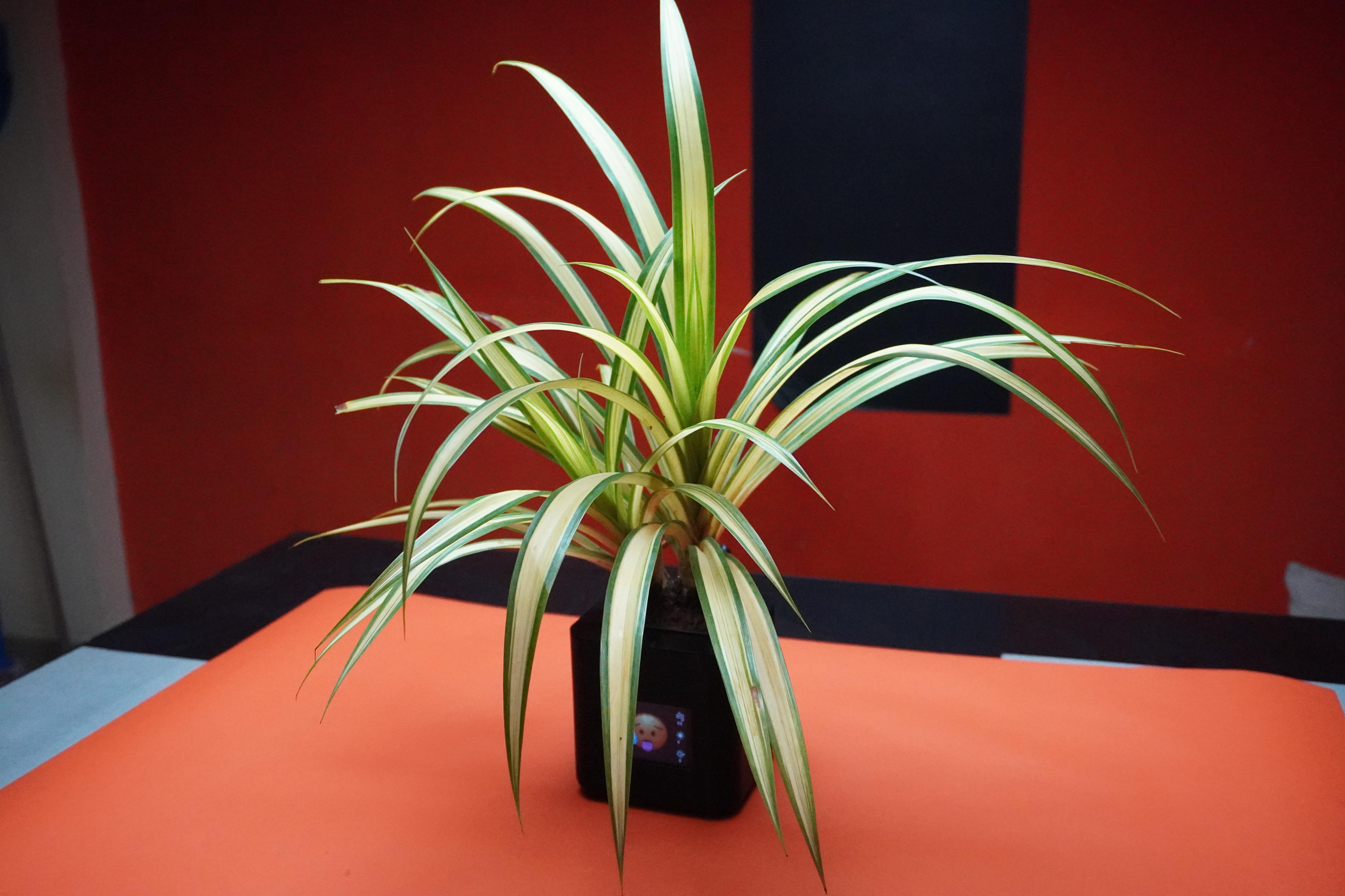 Pet Pot - Download High Quality Gradient Pattern | HD