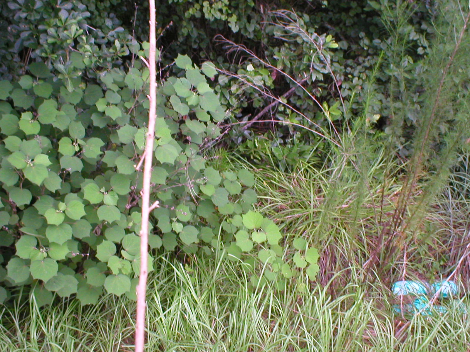 Rabbit Snare 6 Steps Instructables - Download Elegant Ocean Image | Mobile