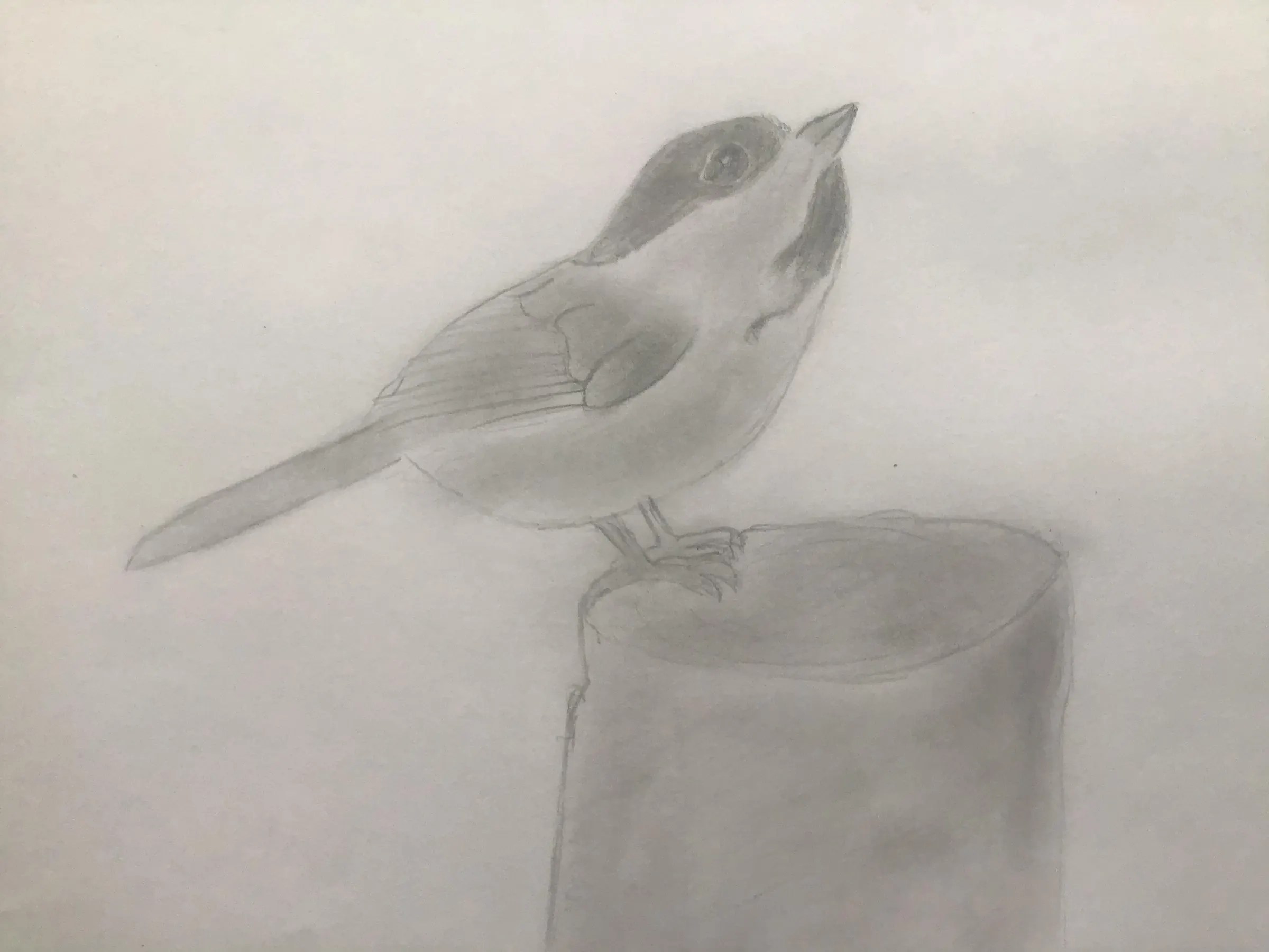 How To Draw A Chickadee 7 Steps Instructables
