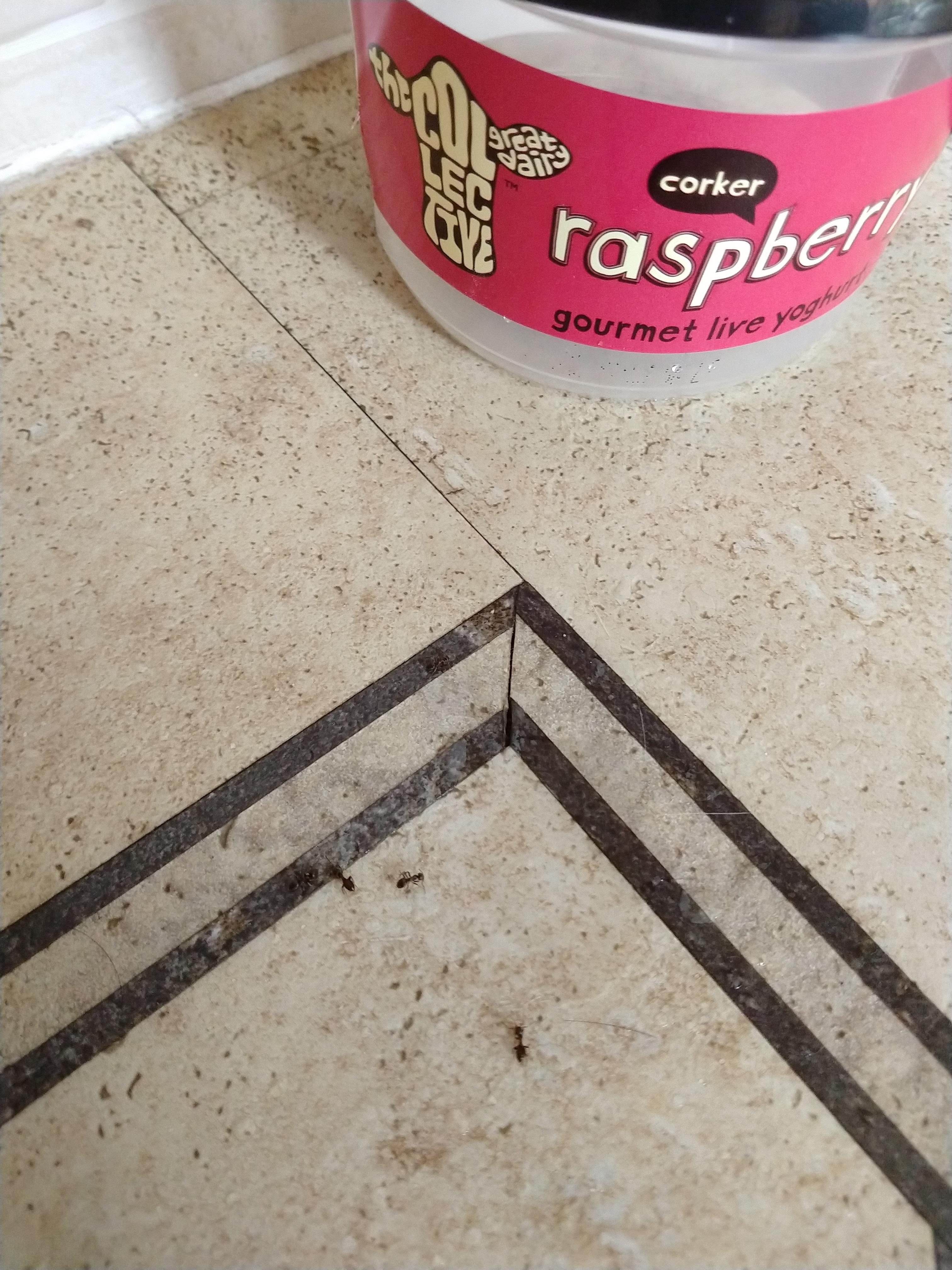 Fix That Ant Problem 7 Steps With Pictures Instructables - Download High Quality Abstract Pattern | Full HD