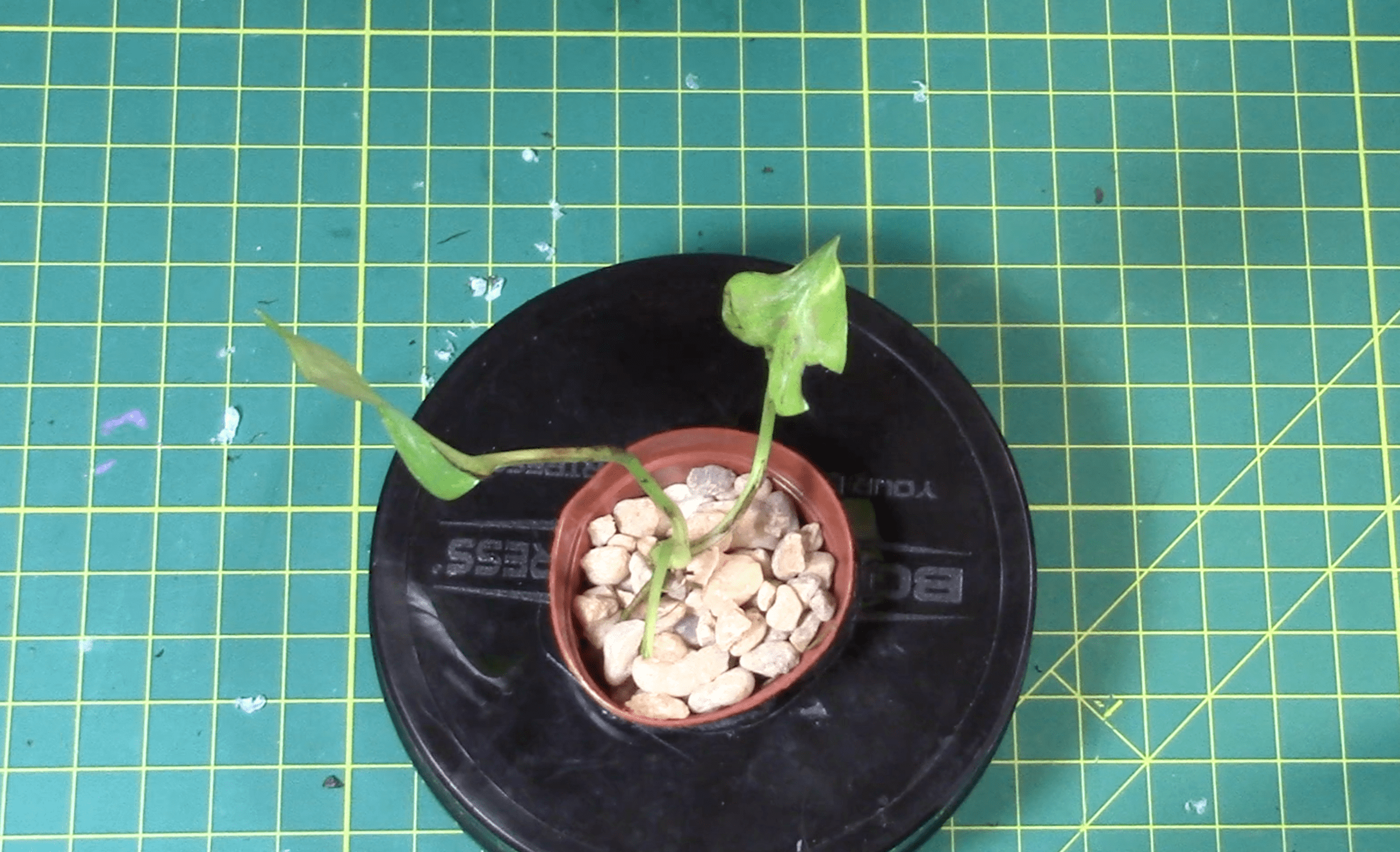 Kratky Method Hydroponics Tutorial 3 Steps Instructables - Colorful Photo Collection - Full HD Quality