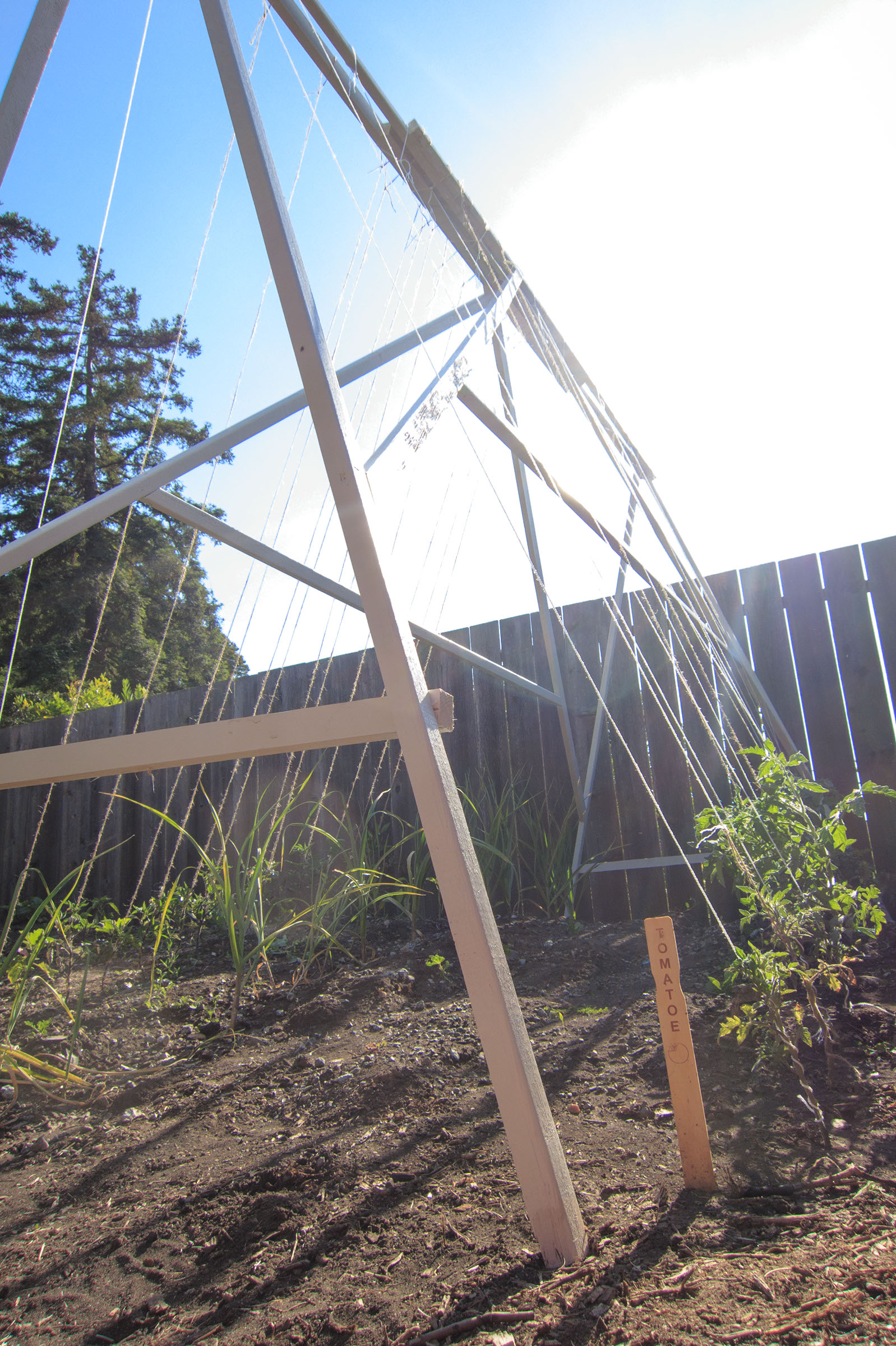 Tomato Trellis 4 Steps Instructables - 8K Gradient Patterns for Desktop