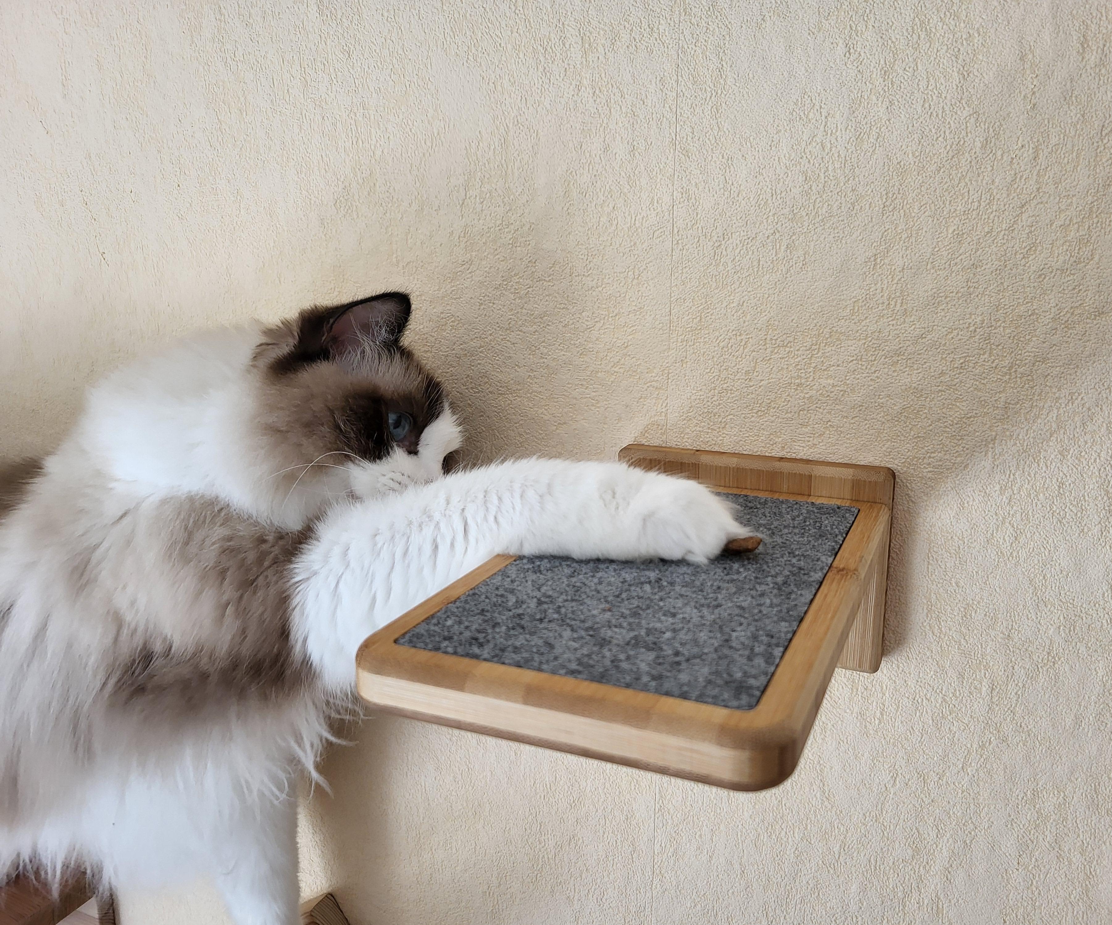 Cat Step Anilist - Best Light Textures in Ultra HD