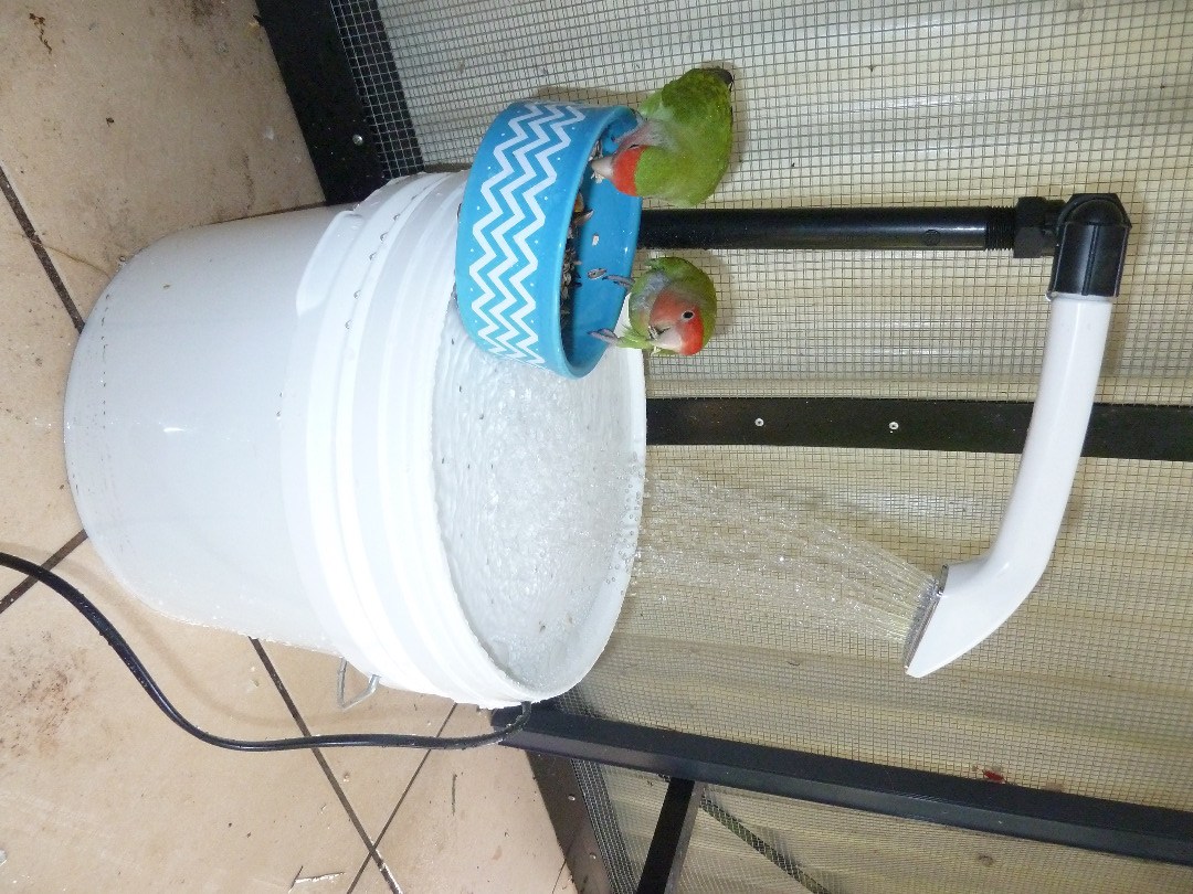 Bird Shower Weasyl - Creative Ocean Design - 4K