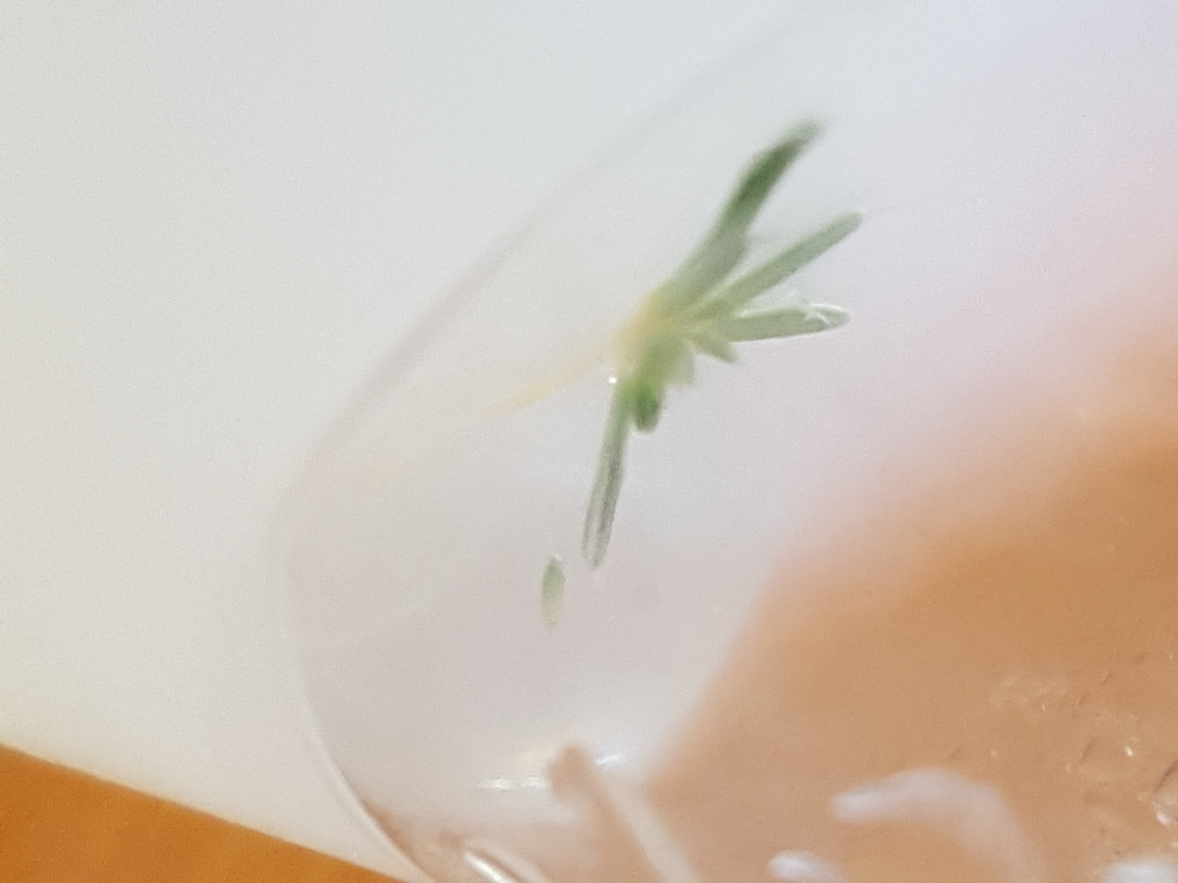 Diy Plant Tissue Culture - Ultra HD Full HD Nature Pictures | Free Download