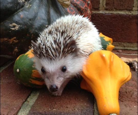 Fish Reptile Instructables - Best Colorful Designs in HD