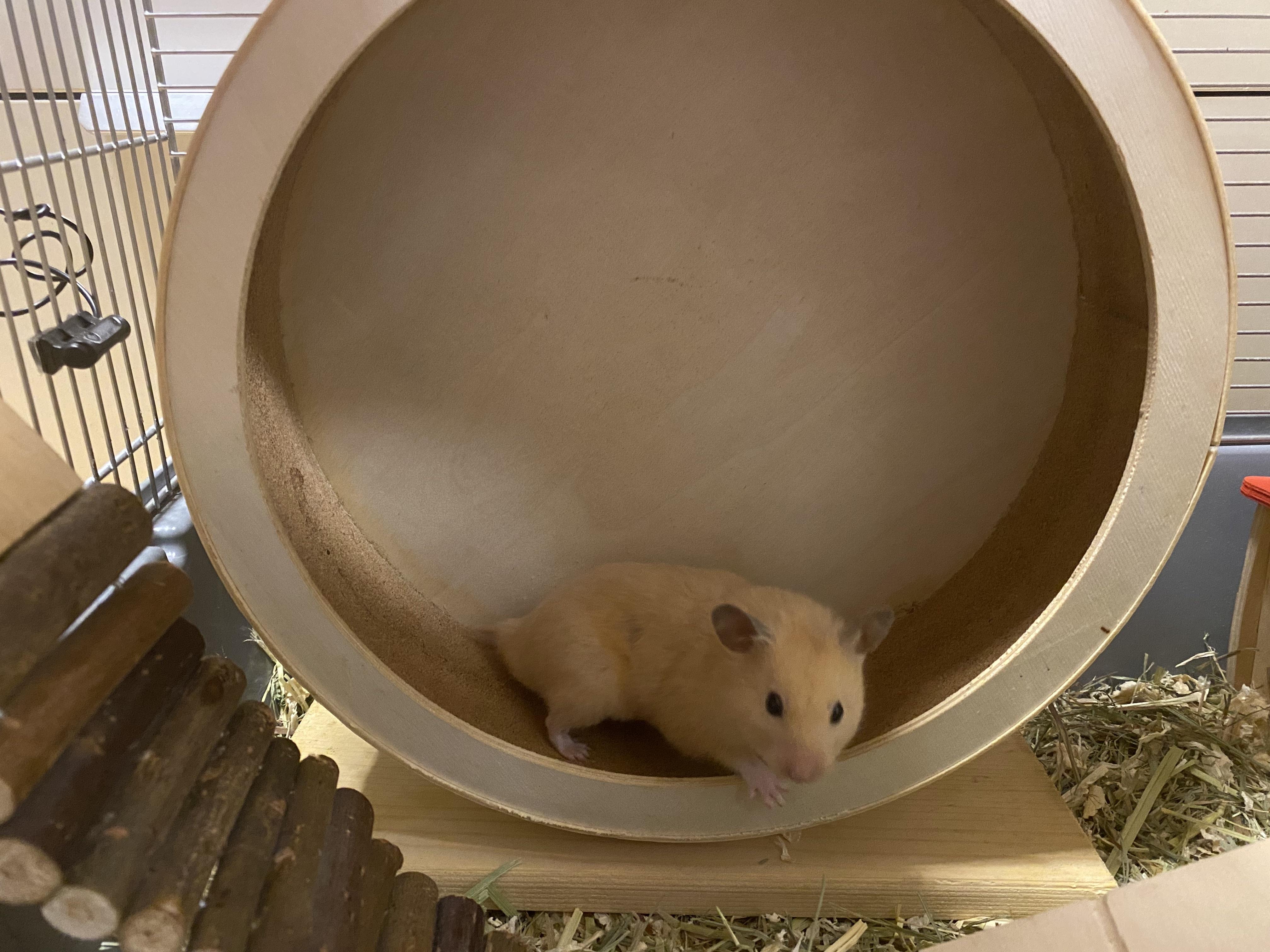 Hamster Tracker Robotshop Community - City Backgrounds - High Quality Desktop Collection