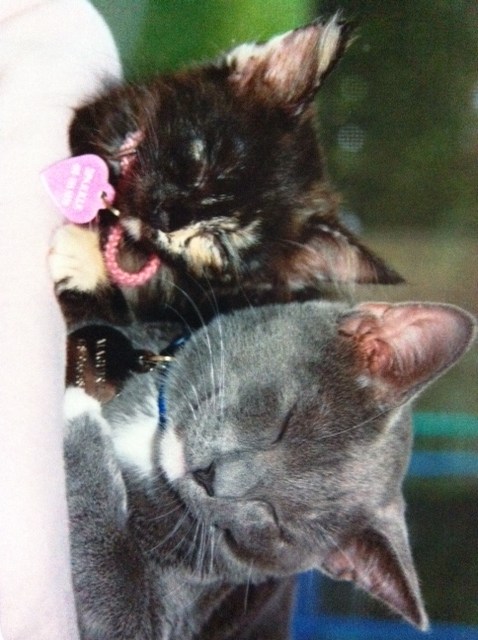 Be Prepared Contest Winners Instructables - Nature Photos - Classic High Resolution Collection