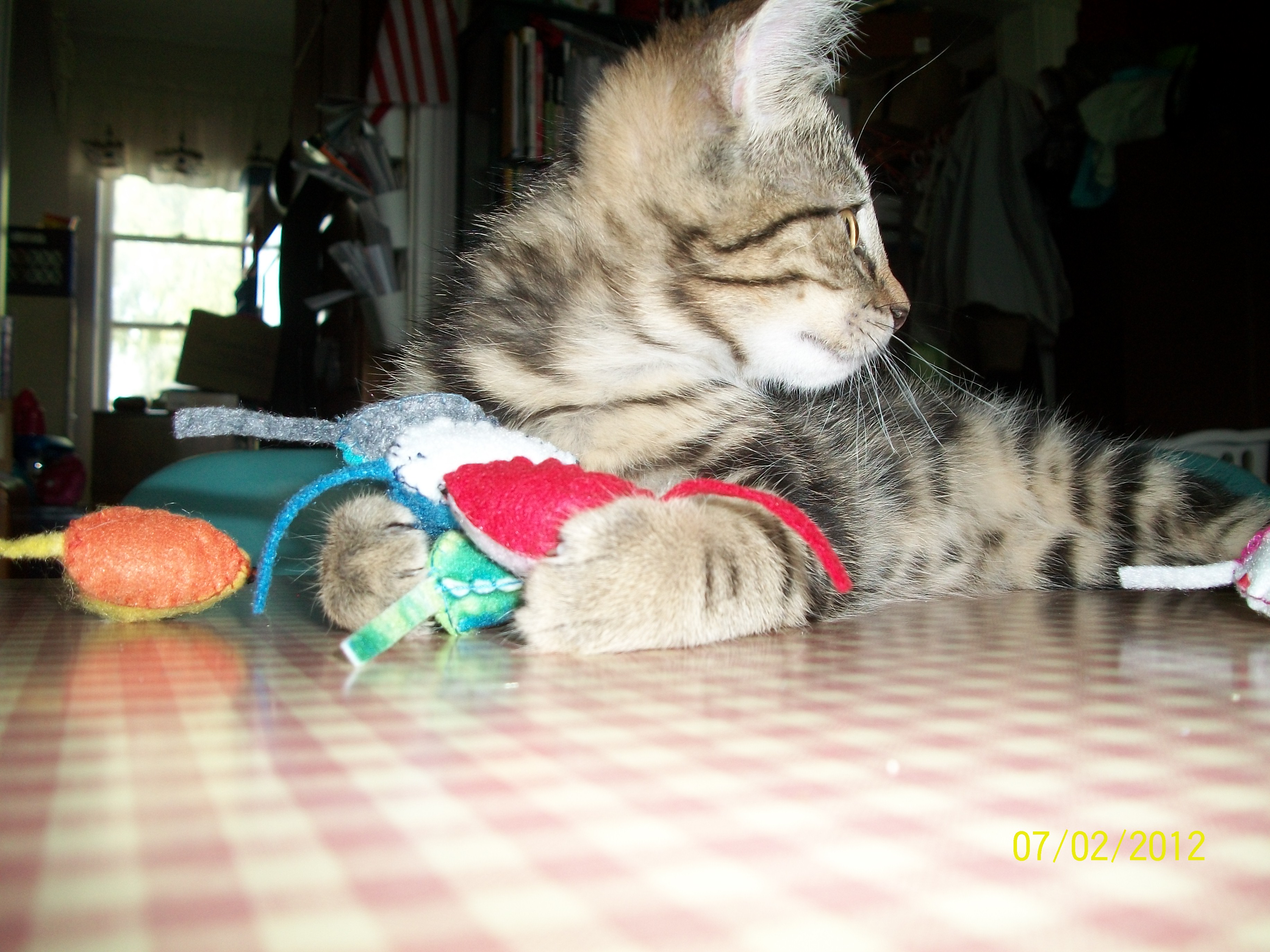 Catnip Mouse Catoro Pets - Geometric Illustration Collection - Mobile Quality