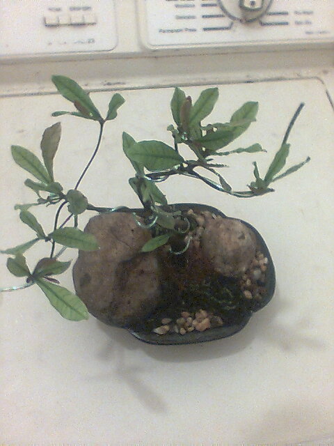 By steph coelho istockphoto.com bonsai, a horticultural art that hails from ancient. Diy Bonsai From Small Tree 5 Steps Instructables