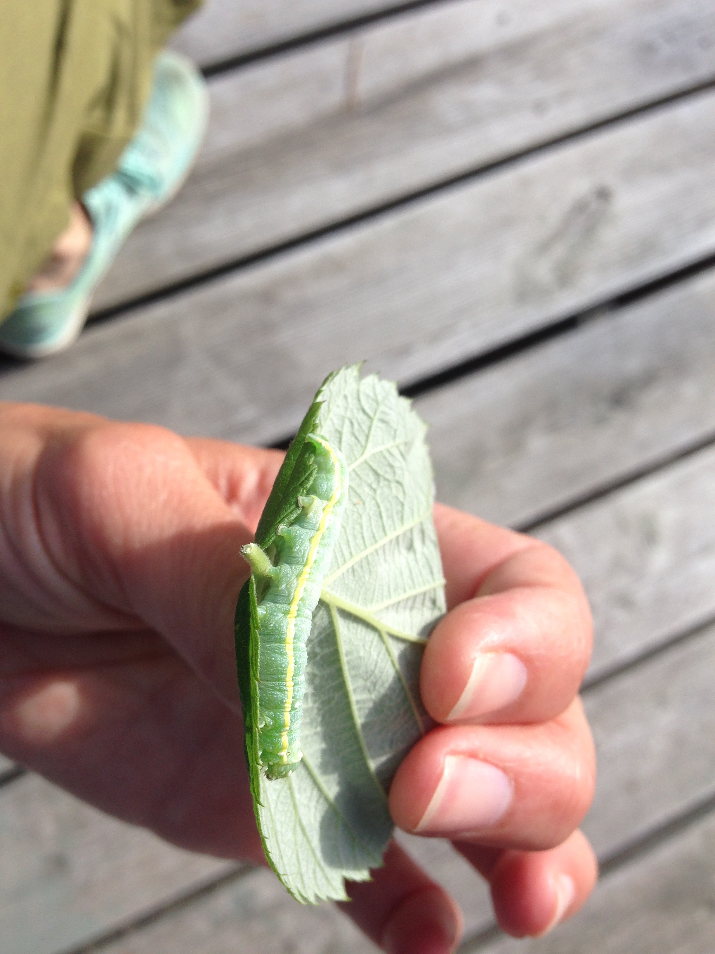 The Bug House - Premium Minimal Wallpaper Gallery - Ultra HD